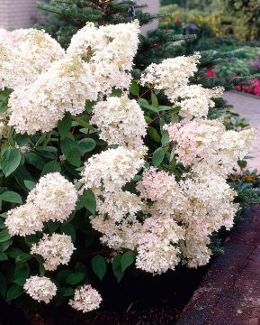 Havu-pensaspenkki 5 kpl