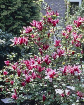 Magnolia Susan