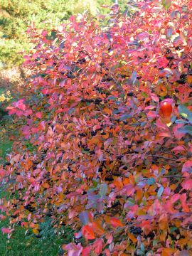 Marja-aronian aitataimet 24 kpl