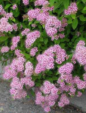 Pikkukeijuangervo 3 kpl