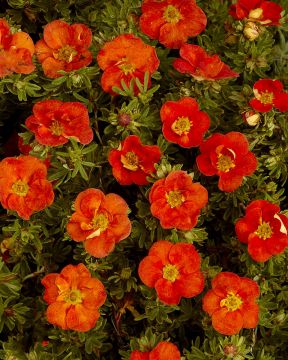 Pensashanhikki Red Ace 3 kpl