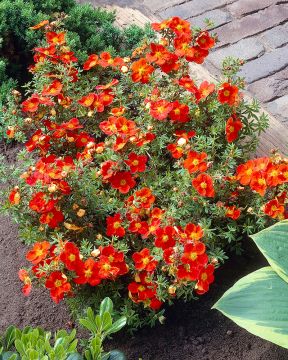 Pensashanhikki Red Ace 3 kpl