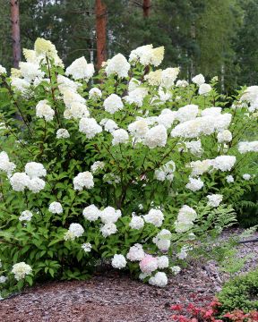 Japaninhortensia Vanille Fraise