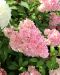Japaninhortensia Vanille Fraise 3 litran astiataimi