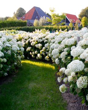 Pallohortensia Annabelle