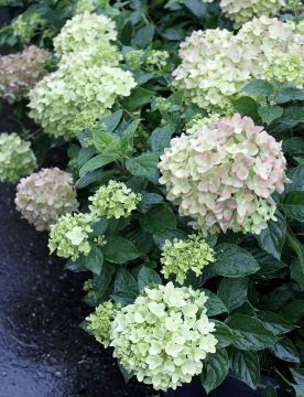 Pikkusyreenihortensia Little Lime 
