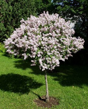 Pallopikkusyreeni rungollinen