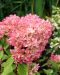 Japaninhortensia  Diamant Rouge