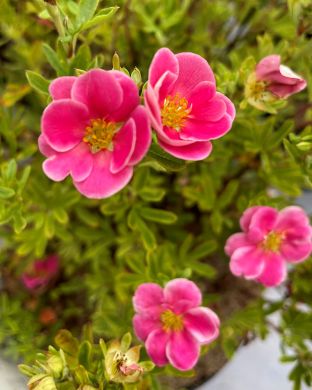 Pensashanhikki Pink Paradise 3 kpl