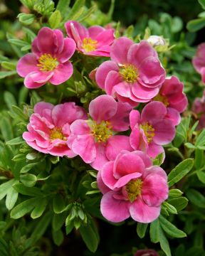 Pensashanhikki Pink Paradise  3 kpl