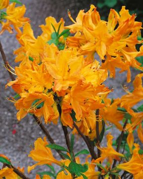 Revontuliatsalea Golden Lights