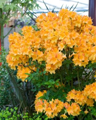 Revontuliatsalea Golden Lights