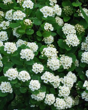 Koivuangervon aitataimet 10 kpl