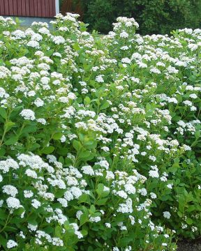 Koivuangervon aitataimet 10 kpl