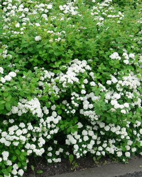 Koivuangervon aitataimet 10 kpl