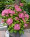 Pallohortensia Pink Annabelle