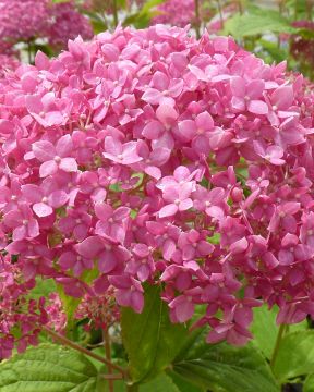 Pallohortensia Pink Annabelle