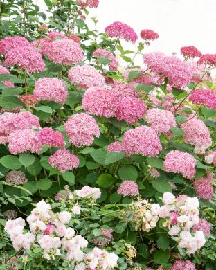 Pallohortensia Pink Annabelle