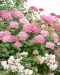 Pallohortensia Pink Annabelle