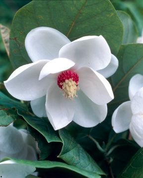 Pensasmagnolia