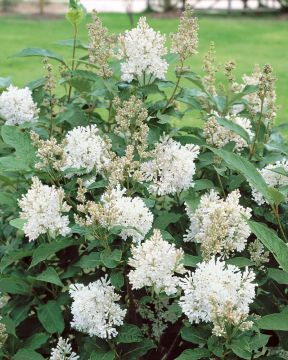 Puistosyreeni Tammelan Kaunotar