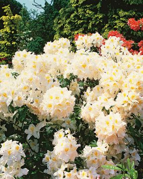 Revontuliatsalea Northern Hi-Lights