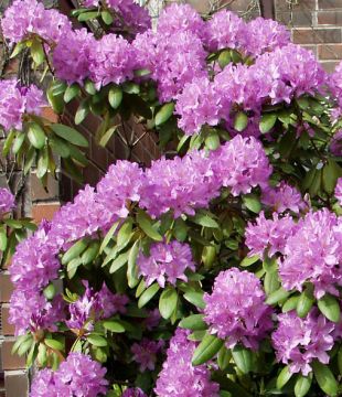 Puistoalppiruusu Catawbiense Grandiflorum 5 ltr