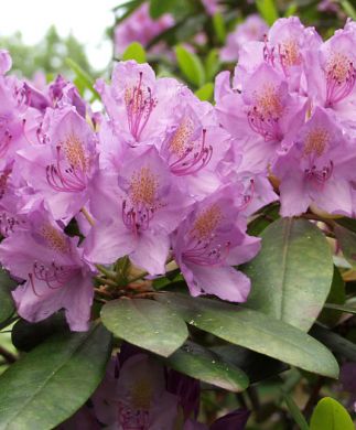 Puistoalppiruusu Catawbiense Grandiflorum 5 ltr