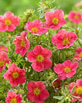 Pensashanhikki Danny Boy 3 kpl