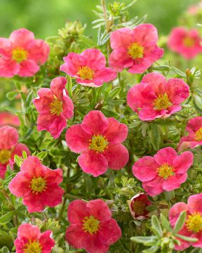 Pensashanhikki Danny Boy 3 kpl