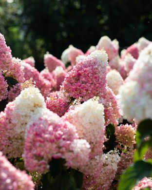 Japaninhortensia Living Strawberry Blossom