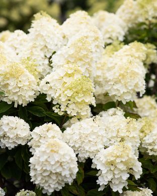 Japaninhortensia Living Summer Snow