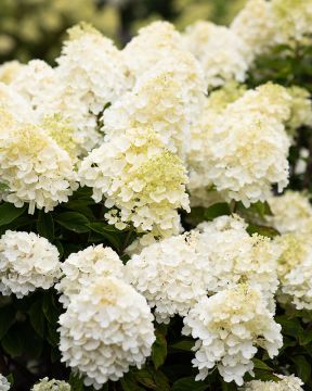 Japaninhortensia Living Summer Snow