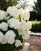 Japaninhortensia Living Summer Snow