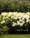 Japaninhortensia Living Summer Snow