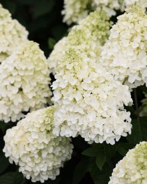 Japaninhortensia Living Summer Snow