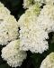 Japaninhortensia Living Summer Snow