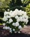 Japaninhortensia Living Summer Snow