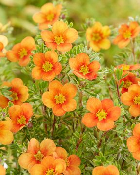 Pensashanhikki Hopley´s Orange 3 kpl