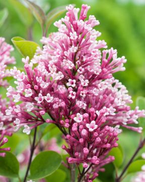 Pikkusyreeni Tinkerbelle