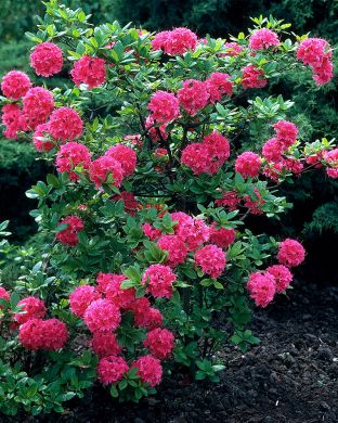 Puistoatsalea Homebush