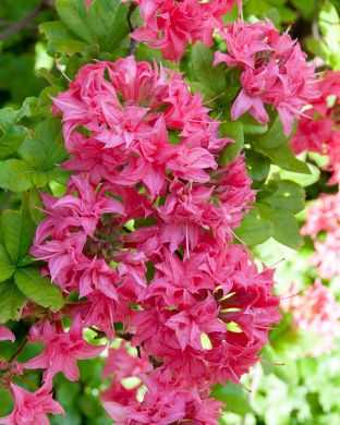 Puistoatsalea Homebush