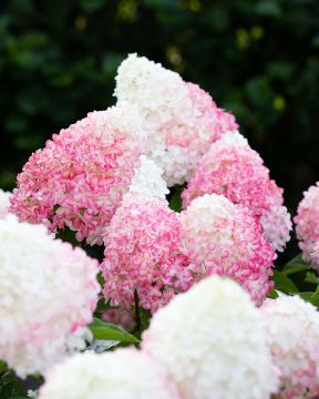 Japaninhortensia Living Pink & Rose