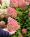 Japaninhortensia Living Pink & Rose