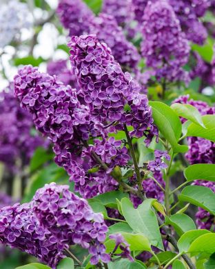 Jalosyreeni Andenken an Ludvig Späth