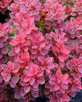 Purppurahappomarja Ruby Star