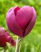 Loistomagnolia Black Tulip