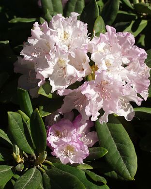 Kaukasianalppiruusu Pohjolan Tytär