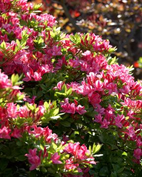 Puistoatsalea Jolie Madame