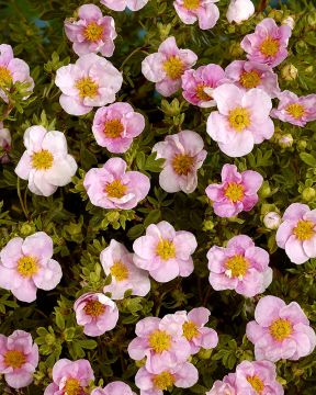 Pensashanhikki Pink Queen 3 kpl